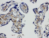 Anti-SNAP23 Antibody Picoband® Boster Bio