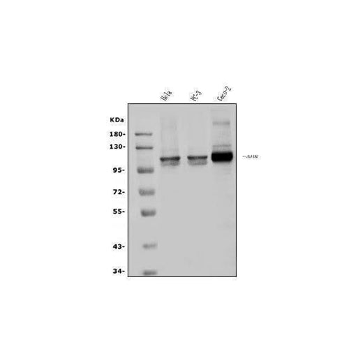 Anti-Aryl hydrocarbon Receptor/AHR Antibody Picoband® Boster Bio