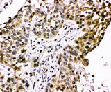 Anti-CISH Antibody Picoband® Boster Bio