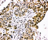 Anti-CISH Antibody Picoband® Boster Bio