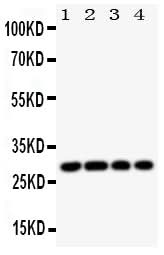 Anti-HLA DMB/HLA-DMB Antibody Picoband® Boster Bio