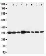 Anti-LIM and SH3 domain protein 1 LASP1 Antibody Picoband® Boster Bio