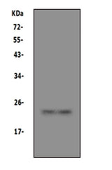 Anti-Prion protein PrP/PRNP Antibody Picoband® Boster Bio