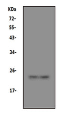 Anti-Prion protein PrP/PRNP Antibody Picoband® Boster Bio