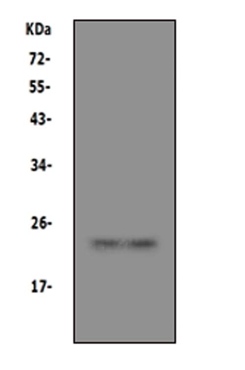 Anti-Prion protein PrP/PRNP Antibody Picoband® Boster Bio