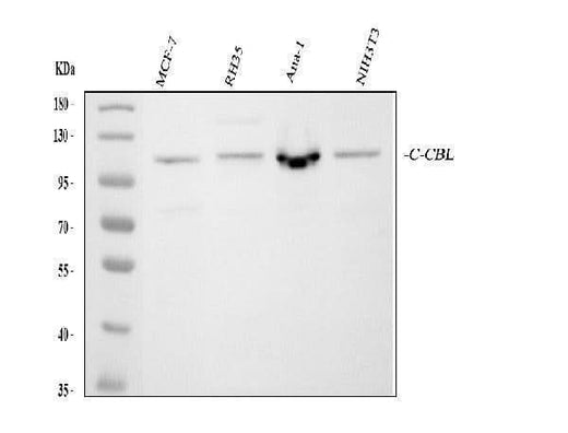 Anti-CBL Antibody Picoband® Boster Bio