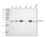 Anti-Heat shock protein beta-2 HSPB2 Antibody Picoband® Boster Bio