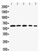 Anti-Rel B/RELB Antibody Picoband® Boster Bio