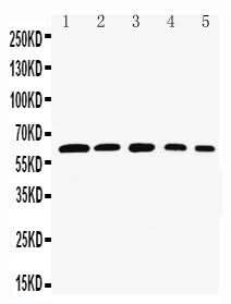 Anti-Rel B/RELB Antibody Picoband® Boster Bio