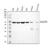 Anti-Paxillin/PXN Antibody Picoband® Boster Bio