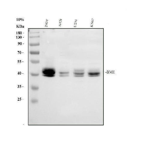 Anti-Polycomb complex protein BMI-1 Bmi1 Antibody Picoband® Boster Bio