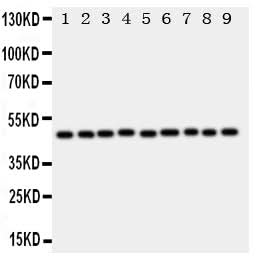 Anti-Transcription factor E2F2 E2F2 Antibody Picoband® Boster Bio