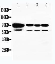 Anti-HSPA2 Antibody Picoband® Boster Bio