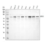 Anti-GRP78 BiP/HSPA5 Antibody Picoband® Boster Bio