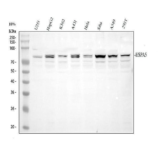 Anti-GRP78 BiP/HSPA5 Antibody Picoband® Boster Bio