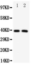 Anti-Interferon regulatory factor 2 IRF2 Antibody Picoband® Boster Bio