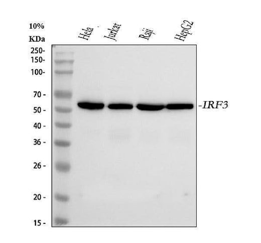 Anti-Interferon regulatory factor 3 IRF3 Antibody Picoband® Boster Bio