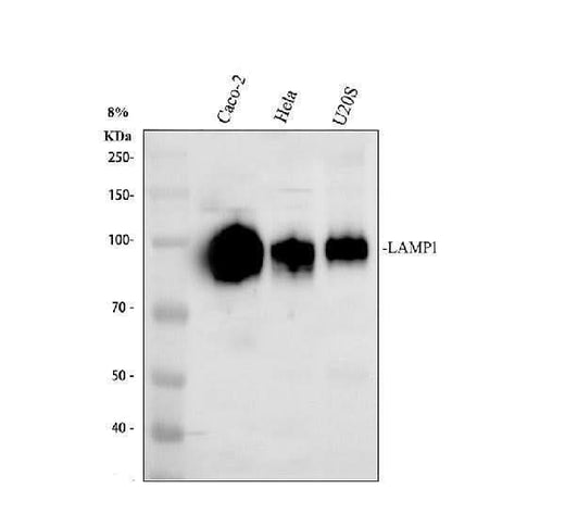 Anti-LAMP1 Antibody Picoband® Boster Bio