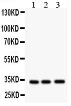 Anti-MPG Antibody Picoband® Boster Bio