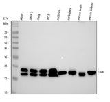 Anti-NM23A/NME1 Antibody Picoband® Boster Bio