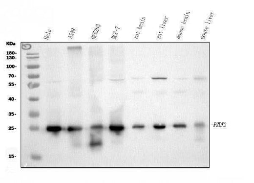 Anti-Peroxiredoxin 3/PRDX3 Antibody Picoband® Boster Bio