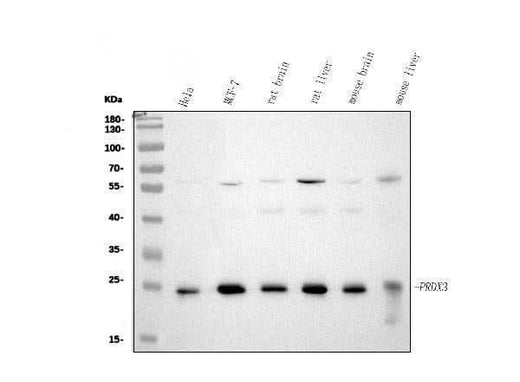 Anti-Peroxiredoxin 3/PRDX3 Antibody Picoband® Boster Bio