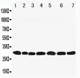 Anti-Peroxiredoxin 4/PRDX4 Antibody Picoband® Boster Bio