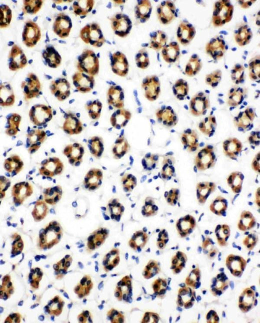 Anti-SDHC Antibody Picoband® Boster Bio