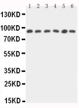 Anti-STAT5b Antibody Picoband® Boster Bio