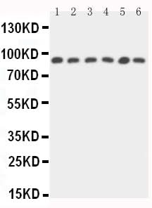 Anti-STAT5b Antibody Picoband® Boster Bio