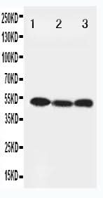 Anti-Beclin 1/BECN1 Antibody Picoband® Boster Bio