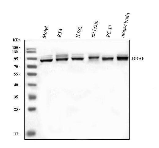 Anti-B Raf/BRAF Antibody Picoband® Boster Bio