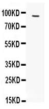 Anti-FES Antibody Picoband® Boster Bio