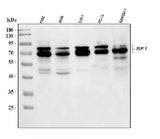 Anti-splicing factor 1/SF1 Antibody Picoband® Boster Bio