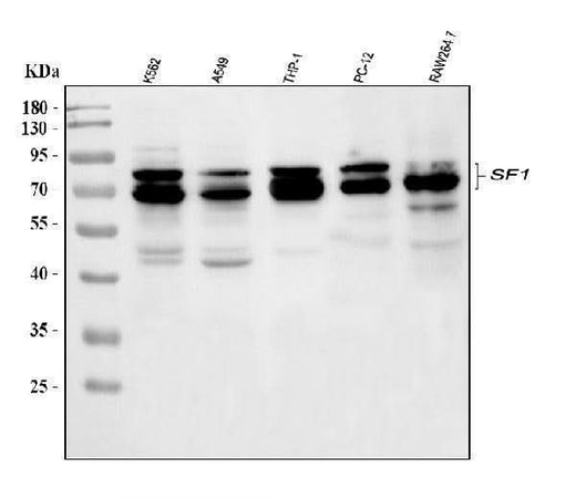 Anti-splicing factor 1/SF1 Antibody Picoband® Boster Bio