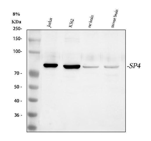 Anti-Transcription factor Sp4 Antibody Picoband® Boster Bio