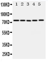 Anti-ABCG1 Antibody Picoband® Boster Bio