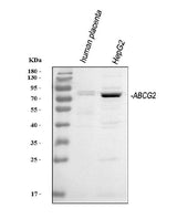 Anti-BCRP/ABCG2 Antibody Picoband® Boster Bio