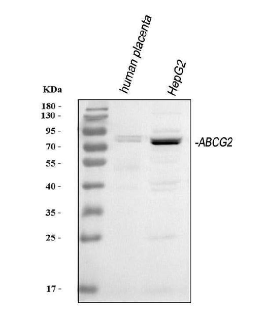 Anti-BCRP/ABCG2 Antibody Picoband® Boster Bio