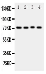 Anti-BCRP/ABCG2 Antibody Picoband® Boster Bio