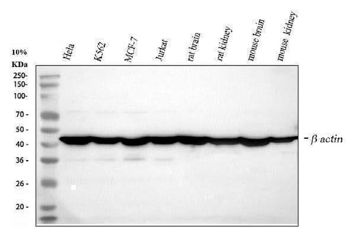 Anti-beta Actin/ACTB Antibody Picoband® Boster Bio