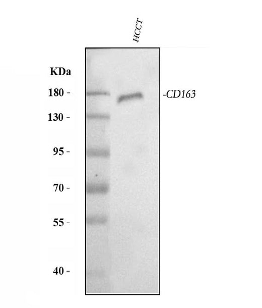Anti-CD163 Antibody Picoband® Boster Bio