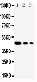 Anti-Cullin 2/CUL2 Antibody Picoband® Boster Bio