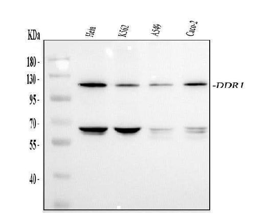 Anti-MCK10/DDR1 Antibody Picoband® Boster Bio