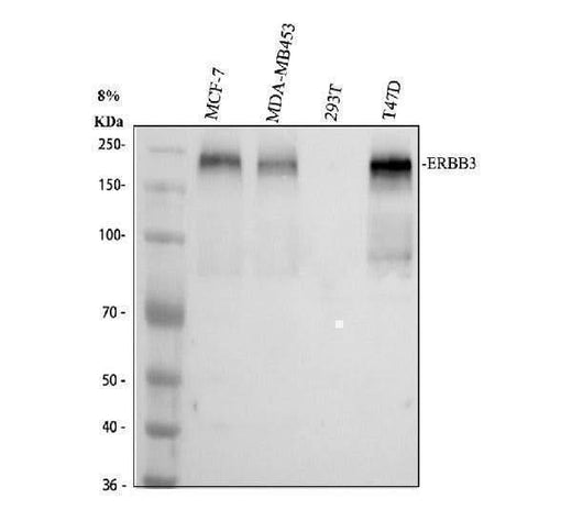 Anti-ErbB 3/ERBB3 Antibody Picoband® Boster Bio