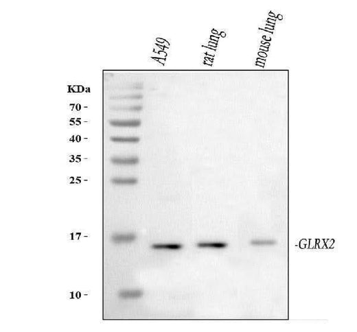 Anti-Glutaredoxin 2/GLRX2 Antibody Picoband® Boster Bio