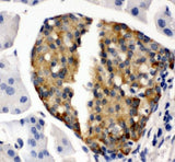 Anti-Bone Sialoprotein/IBSP Antibody Picoband® Boster Bio