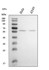 Anti-Krueppel-like factor 5 KLF5 Antibody Picoband® Boster Bio