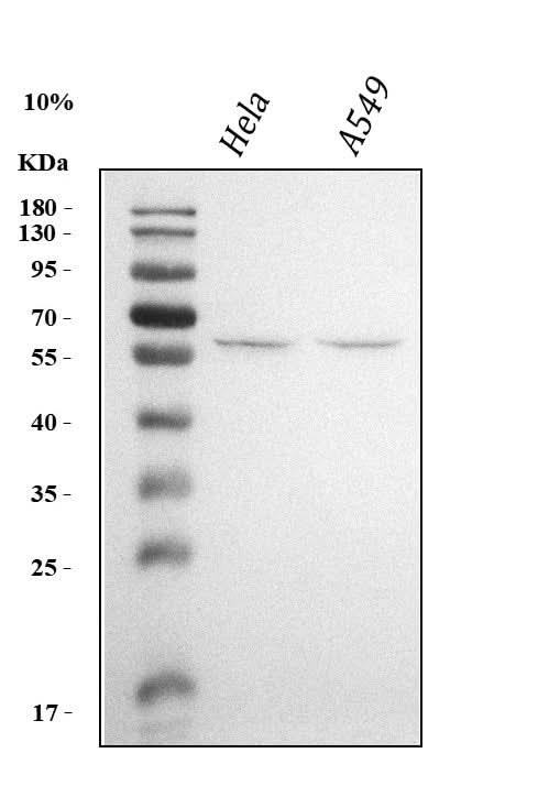 Anti-Krueppel-like factor 5 KLF5 Antibody Picoband® Boster Bio