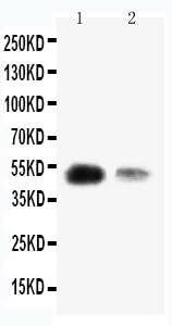 Anti-Krueppel-like factor 8 KLF8 Antibody Picoband® Boster Bio